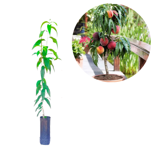 Muda de Pêssego Anão Para Vaso Enxertada