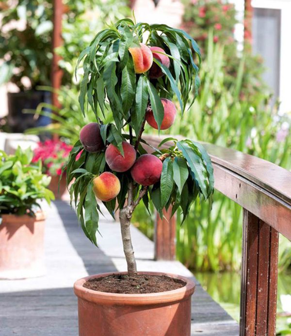Muda de Pêssego Anão Para Vaso Enxertada