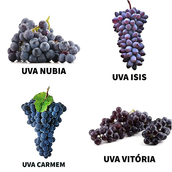 Kit com 4 Mudas de Uvas Enxertadas Uva Núbia, Uva Isís, Uva Vitória e Uva Carmem