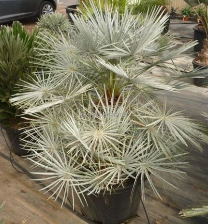 Muda Palmeira Chameorops humilis  Azul Cerifera -Rara Novidade