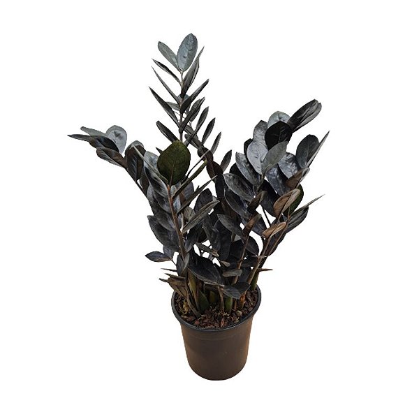 Muda Zamioculca Black Para Sombra ou meia Sombra - Dancruz Plantas