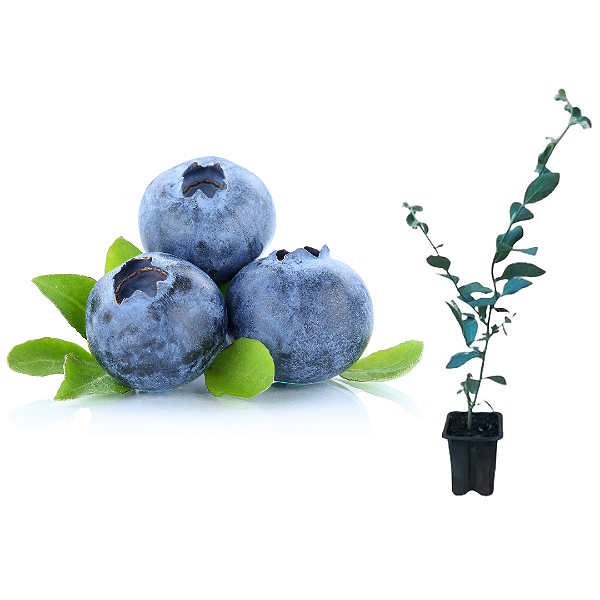 Kit 20  Mudas de Mirtilo - BlueBerry preste a produzir(estaca)