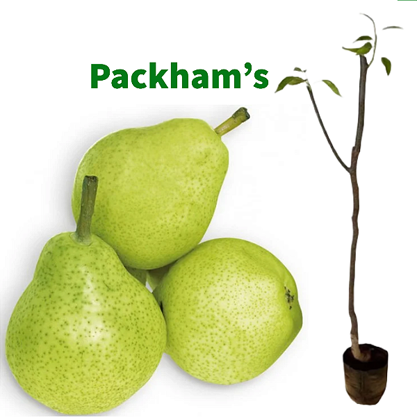 Muda Pera Packham’s Triumph  Enxertada