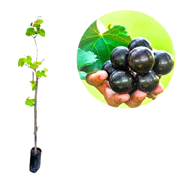 Muda de Uva Jabuticaba Enxertada para Clima Tropical