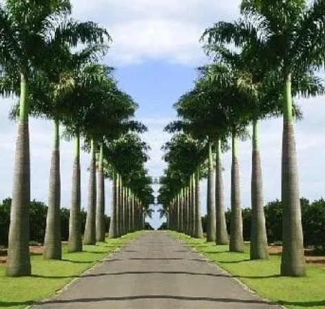 Kit 10 Mudas Palmeira Imperial com 20 a 35 cm