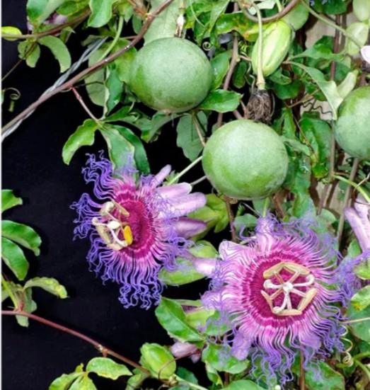 Muda Maracuja Silvestre - Passiflora Cincinnata Mast (Pruduz em Vasos)