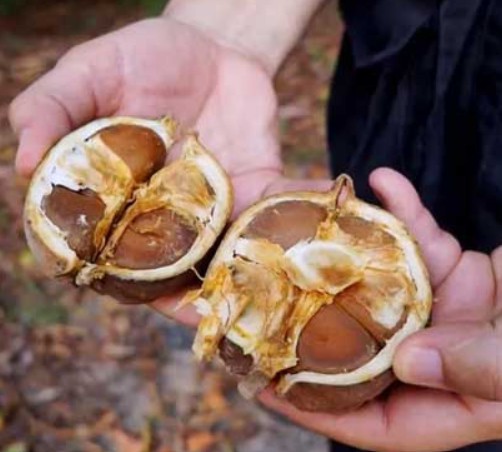 Muda de Andiroba - Carapa Guianensis - Exótico