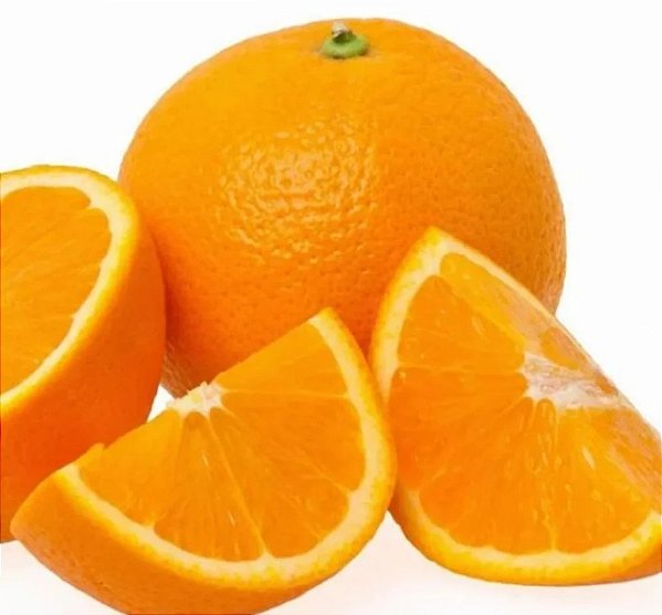 Muda Laranja Açúcar - Produzindo - Porta Enxerto