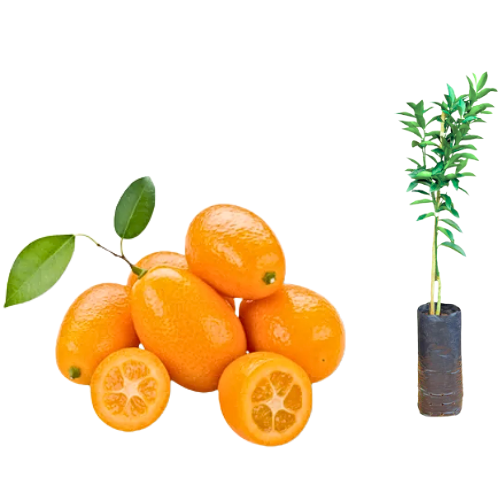 Kit 50 Mudas Laranja Kinkan ou xim xim Doce (Fortunella japonica)