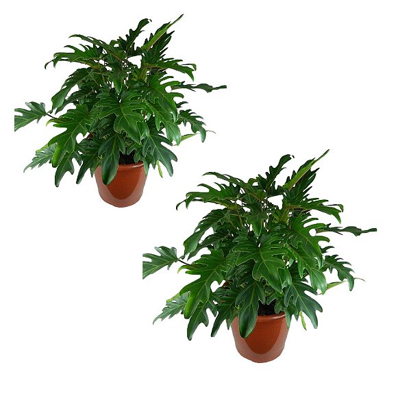 Kit 2 Mudas Fllodendro Xanandu