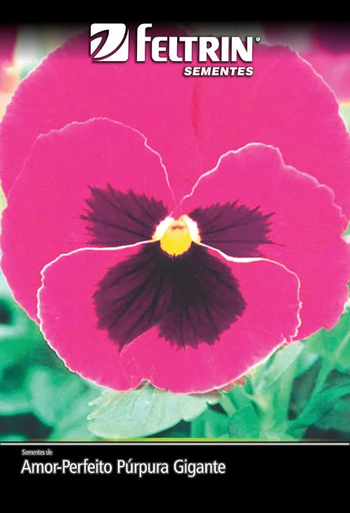 Sementes Amor - Perfeito Púrpura Gigante - contém 70 miligrama(s)