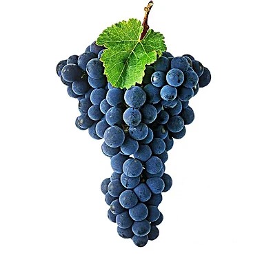 Muda uva Carmem (Tinto Vinhos sucos) Enxertada
