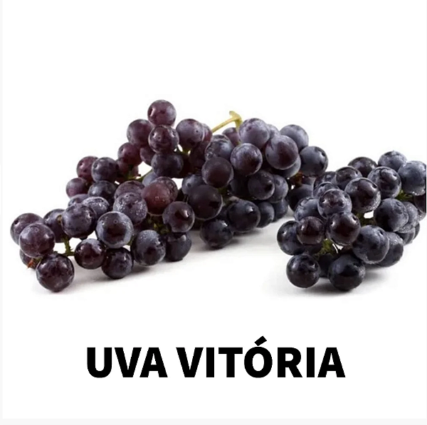 Mudas uva Vitória sem semente para climas quentes enxerto