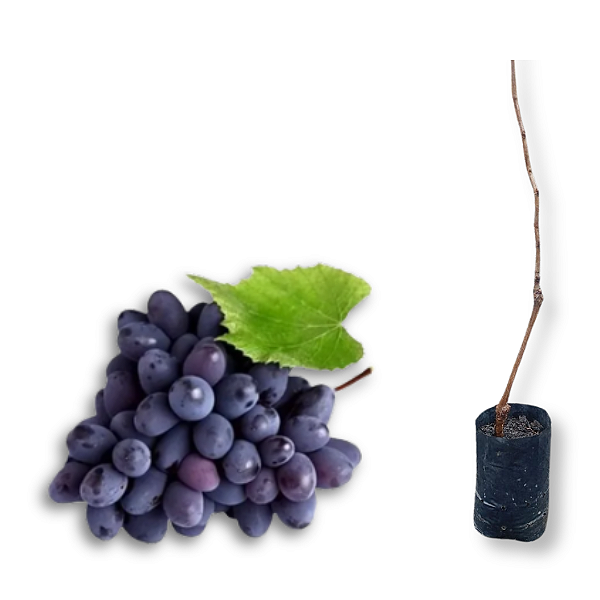 Muda uva Vênus sem semente para climas quentes enxerto