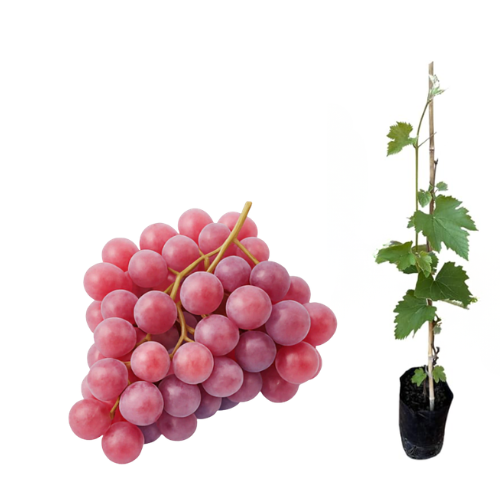 Muda uva Niagara Rosada Comer em Natura enxertada