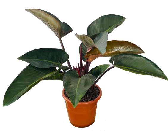 Mudas de Filodendro Rubro Philodendron Erubescens Novidade