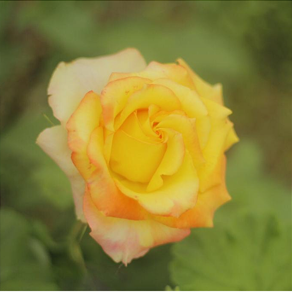 Muda Rosa Amarelo Mesclado Enxertado