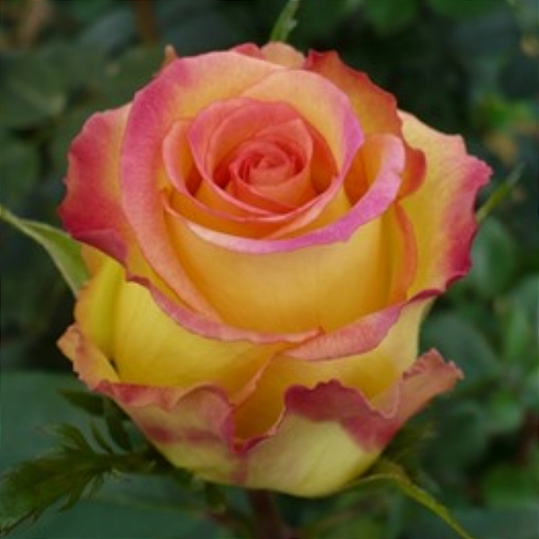 Muda Rosa Cor Tricolor enxertado