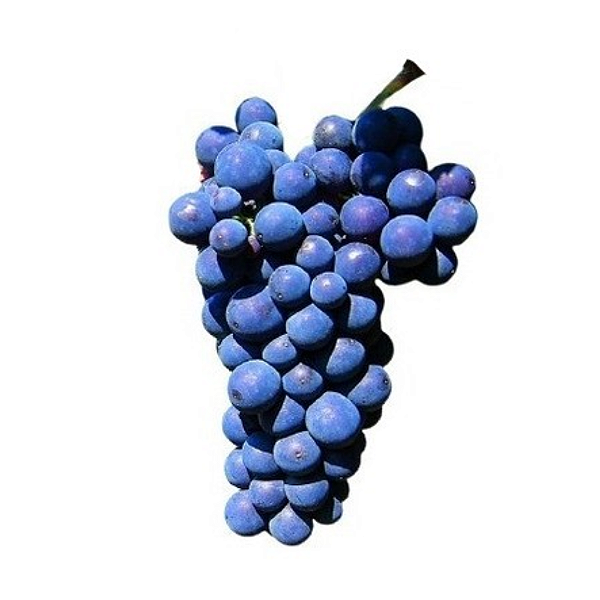 Kit 2 Mudas Uva Brs Cora -climas quentes enxerto