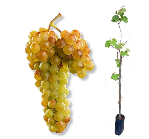 Muda Uva Brs Moscato Embrapa para Vinho e suco-enxerto