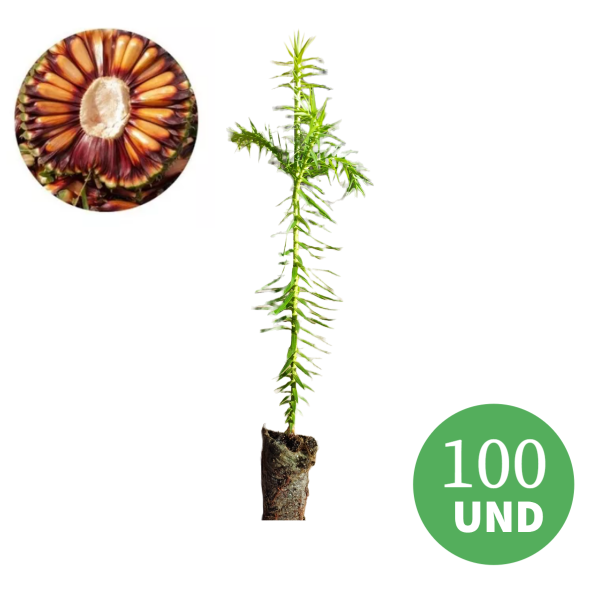 Kit 100 Mudas de Araucária  (Araucaria angustifolia )PINHÃO