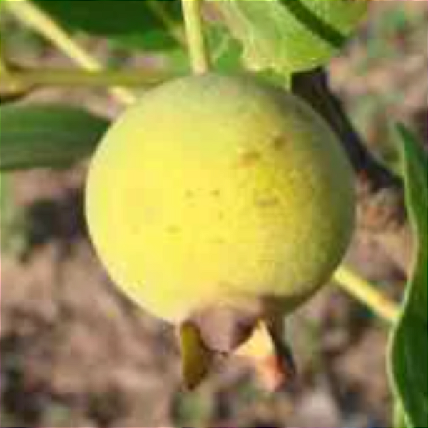 Muda Guabiroba do campo ou Guabirobinha (Campomanesia adamantium)