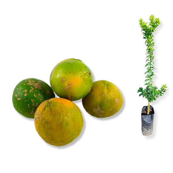 Muda Limão Cravinho Enxertado (Bonsai) - Exclusivo no Brasil