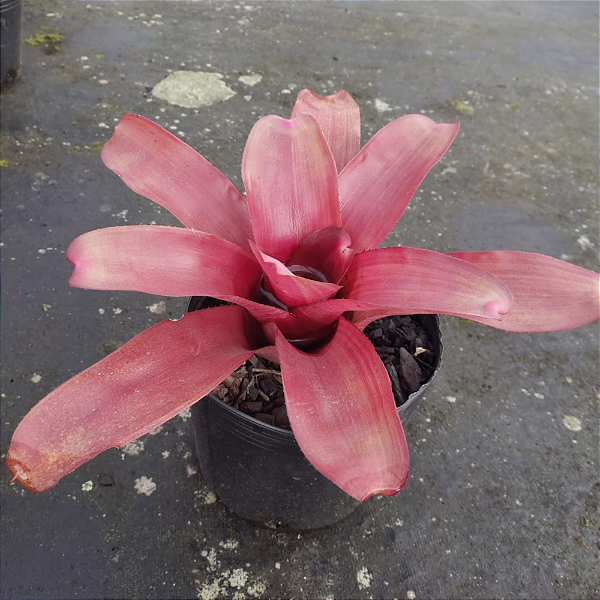 Muda Bromelia Neoregelia Híbrida Rubra