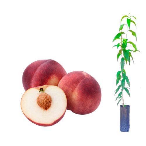 Muda de Pêssego Pêssego Fênix Enxertado-Novidade