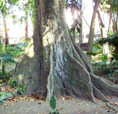 Muda Andiroba (Carapa guianensis Aubl.)