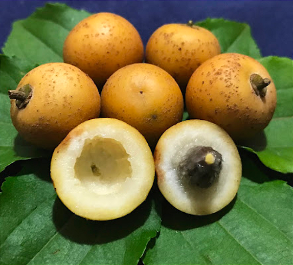 Muda Juá ou Juazeiro ( Ziziphus joazeiro )