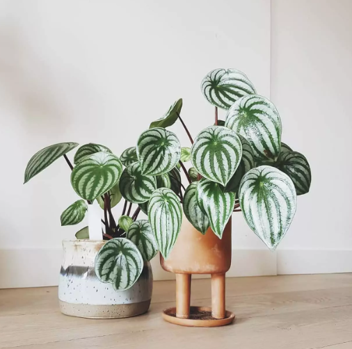 Muda de Peperômia Melância Pote NP 15