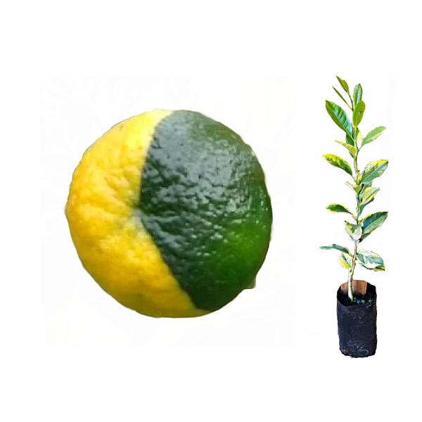 Muda de Ponkan Variegata enxertada -Lançamento