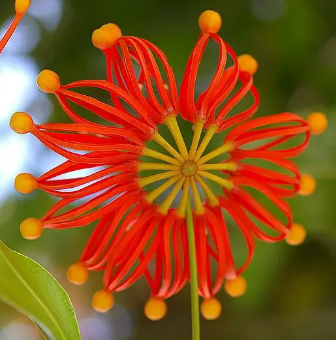 Muda da Árvore Roda de Fogo  - Stenocarpus Sinuatus - Lançamento