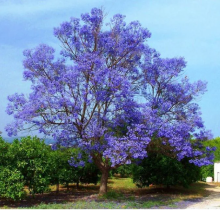 Muda de Caroba - Jacaranda cuspidifolia