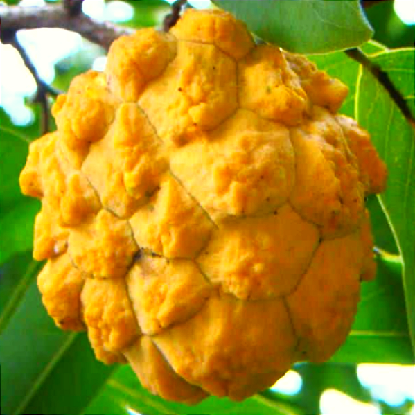 Muda Cortiça crespa(Rollinia sylvatica(St. Hil.) Mart.)