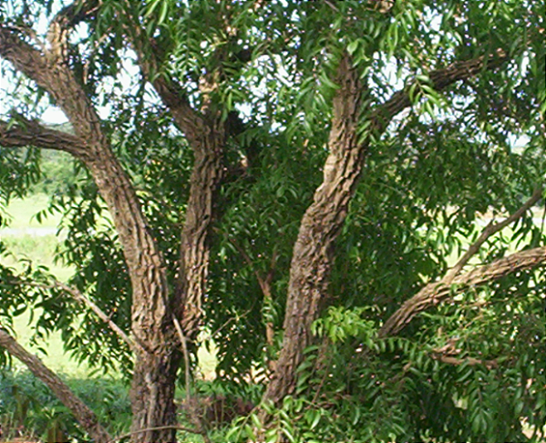 Muda de Guassatonga - Casearia decandra
