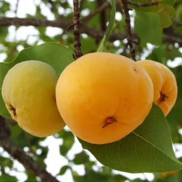 Muda de Cagaita (Eugenia Dysenterica)