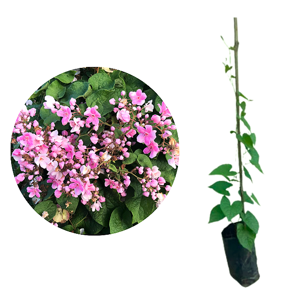 Muda Amor Agarradinho Rosa Dobrado (Antigonon Guatemalense)