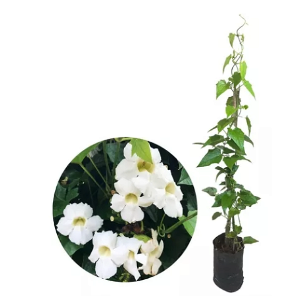 Muda Thumbergia Flor Branca  (Thunbergia fragrans)