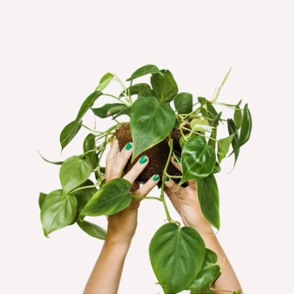 Muda Philodendron Verde Trepador