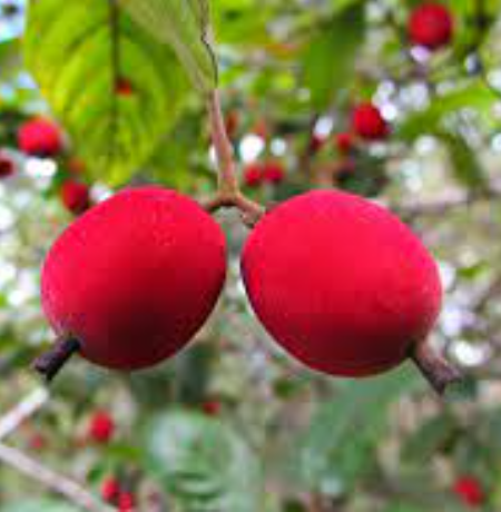 Muda de Veludinho Vermelho do Cerrado - Pau de Espeto