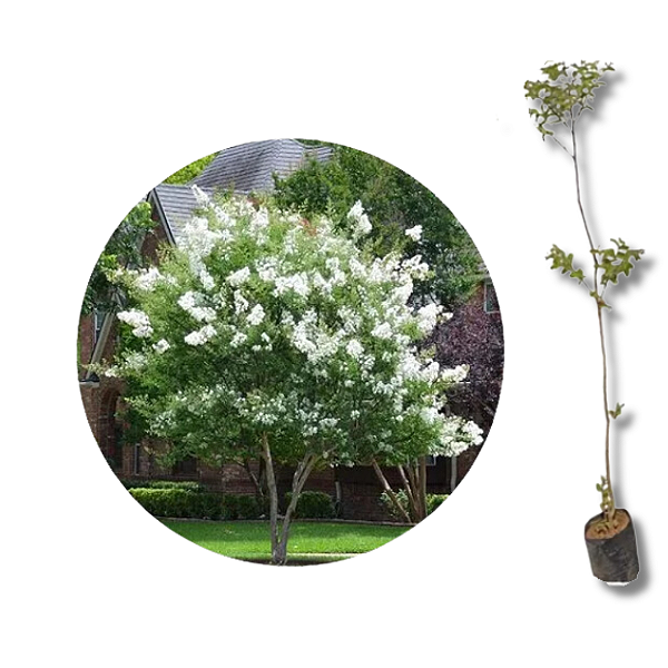 Muda Extremosa  Flor Branca  (Lagerstroemia indica)