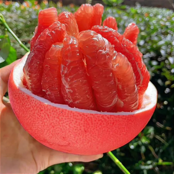 Muda Laranja Gigante Pomelo Red Enxertada- Exótica