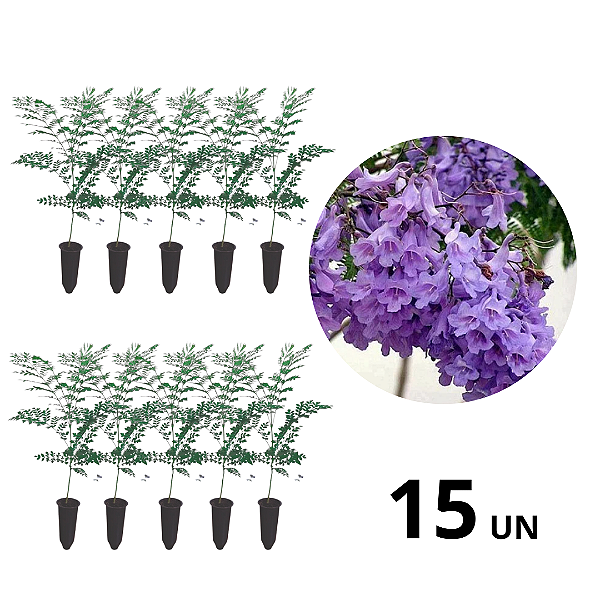 kit 15 Muda de Jacarandá Mimoso-flor