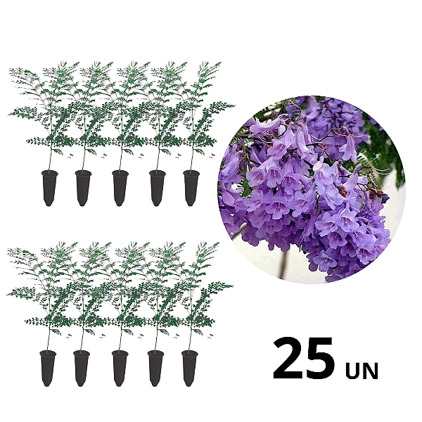 kit 25 Muda de Jacarandá Mimoso-flor