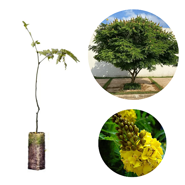 Kit 5 Muda de Sibipiruna - Caesalpinia peltophoroides