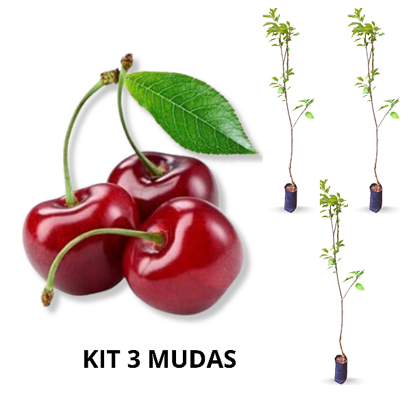 kit 3 Mudas Cereja Portuguesa ou Cereja Bolo - Enxertada Raríssima