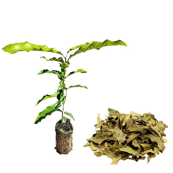 Muda de Espinheira Santa - A Verdadeira(Maytenus Ilicifolia)