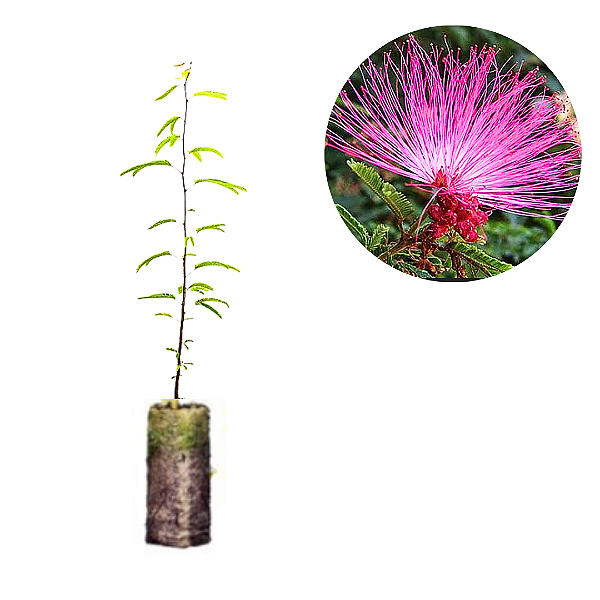 Muda da Flor Caliandra Rosa  para Cerca viva( Paper pot) 20  a 35 cm